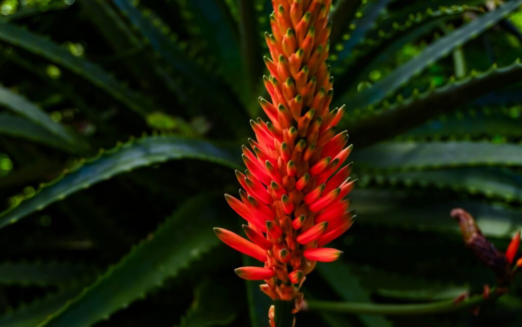 A red flower with green leaves in the background