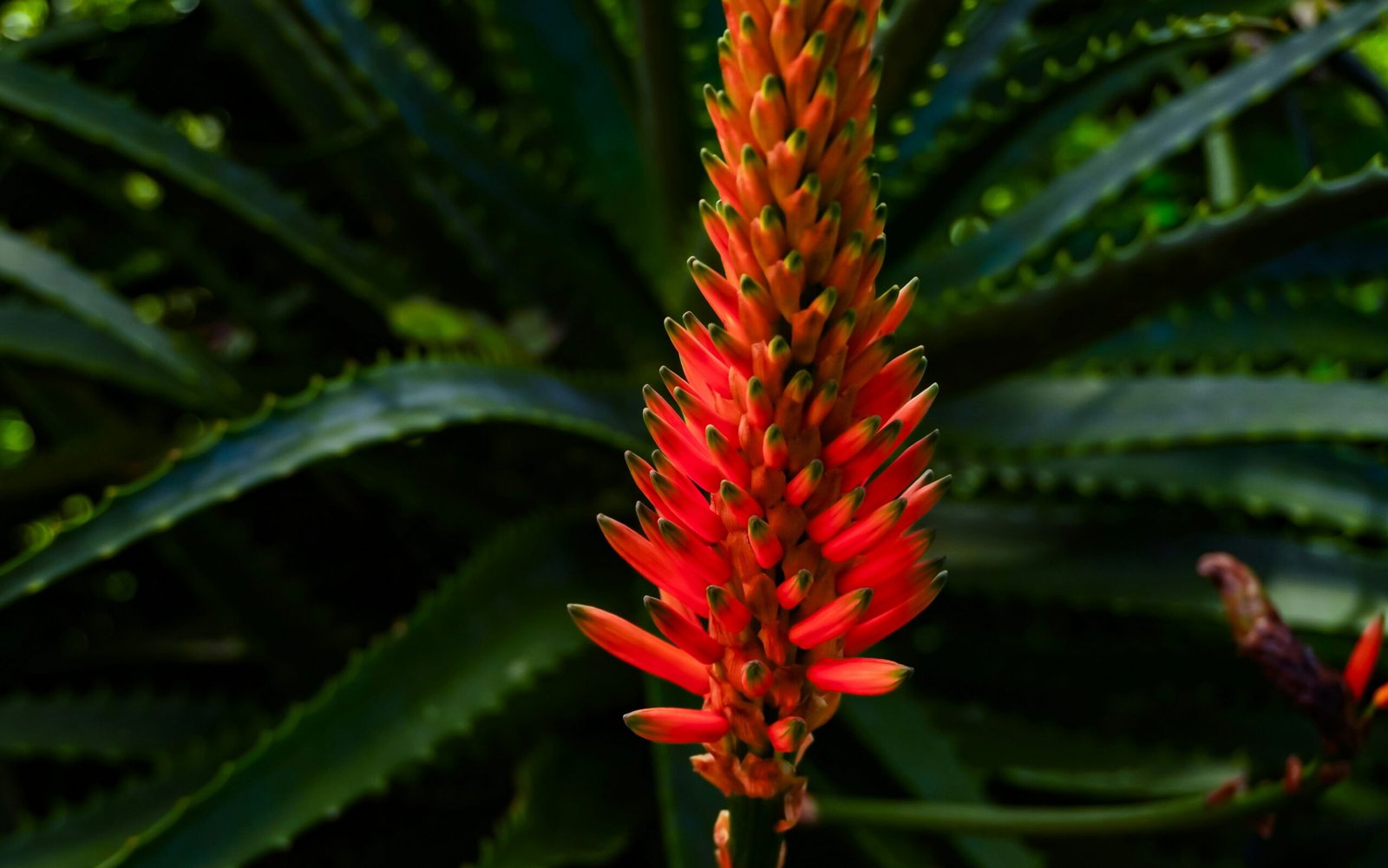 A red flower with green leaves in the background